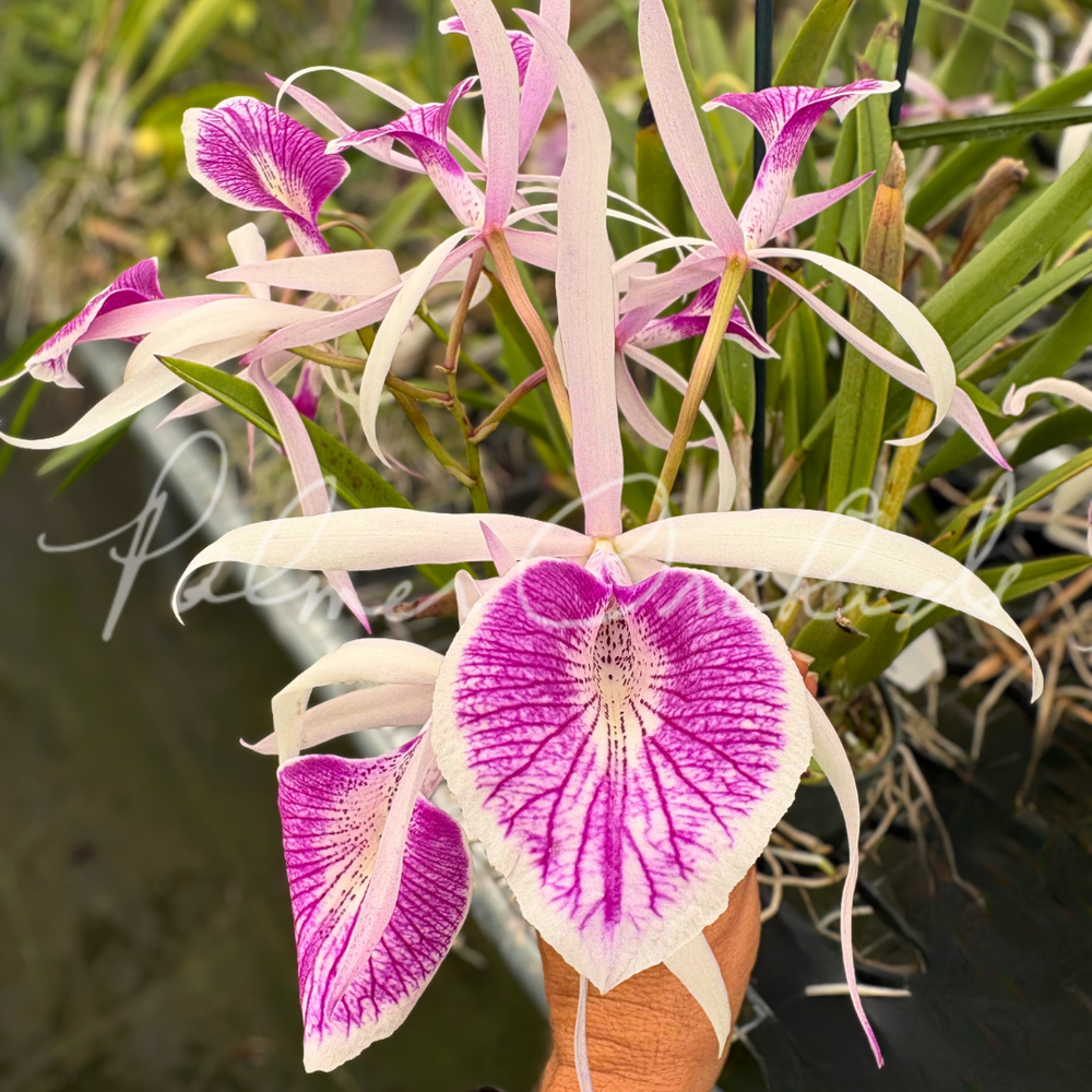 Rlc. Tainan Gold — Palmer Orchids